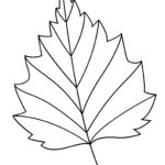 Printable Leaf Outline Templates   Crafty Morning In Grape Leaf Template Printable Free