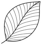 Printable Leaf Outline Templates   Crafty Morning In Printable Leaf Template With Lines