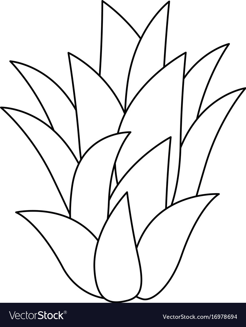 Sweet And Delicious Pineapple Leaves Royalty Free Vector in Printable Pineapple Leaf Template