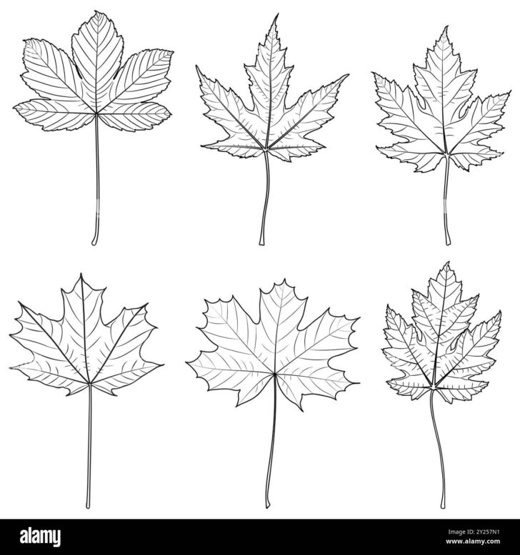 Sycamore Leaf Template Printable Sycamore Leaf Template Printable